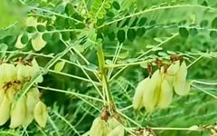 Overview of Astragalus (Huang Qi)