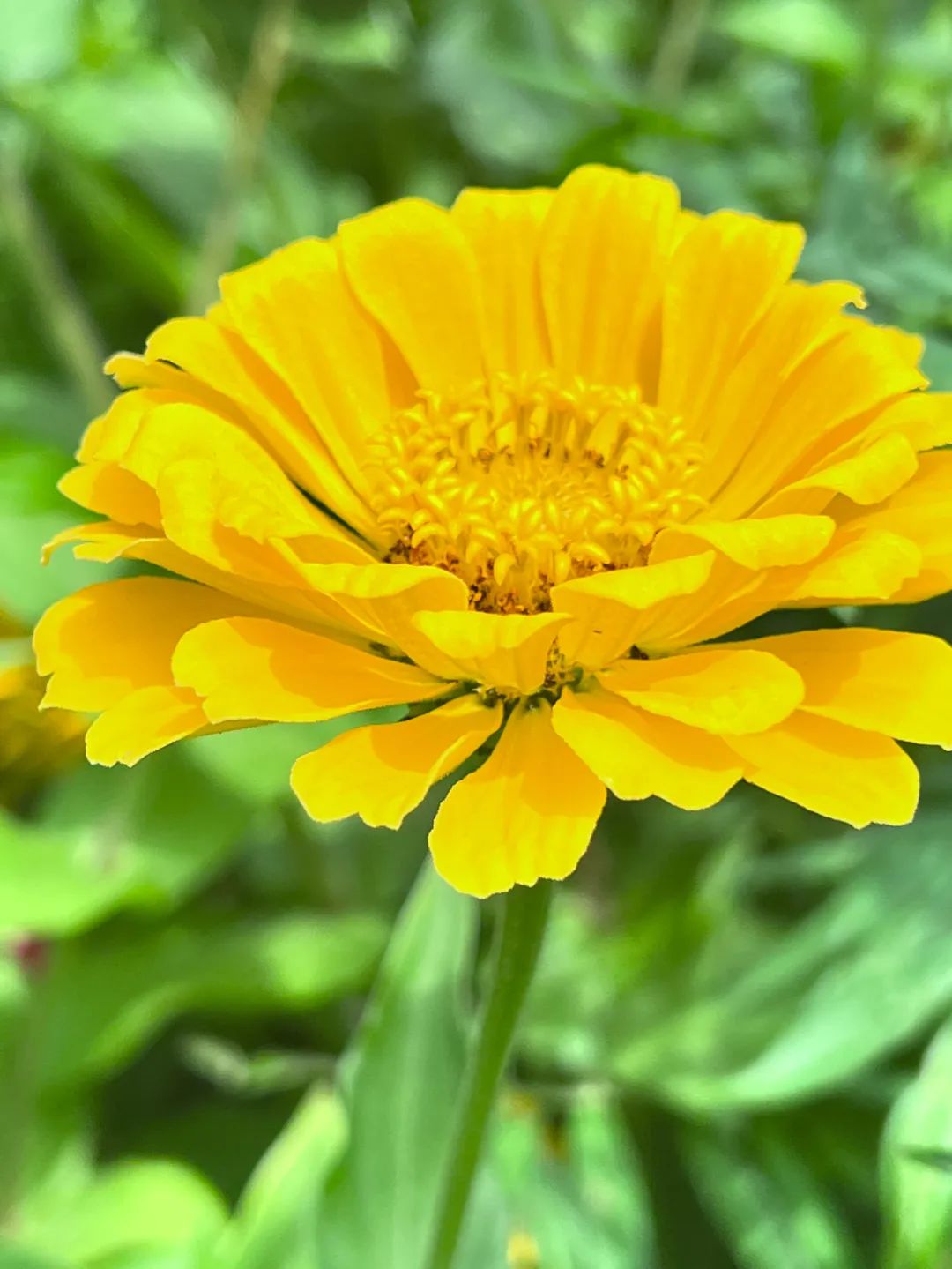 Daoyin Technique: Encountering Your Abundant Self!