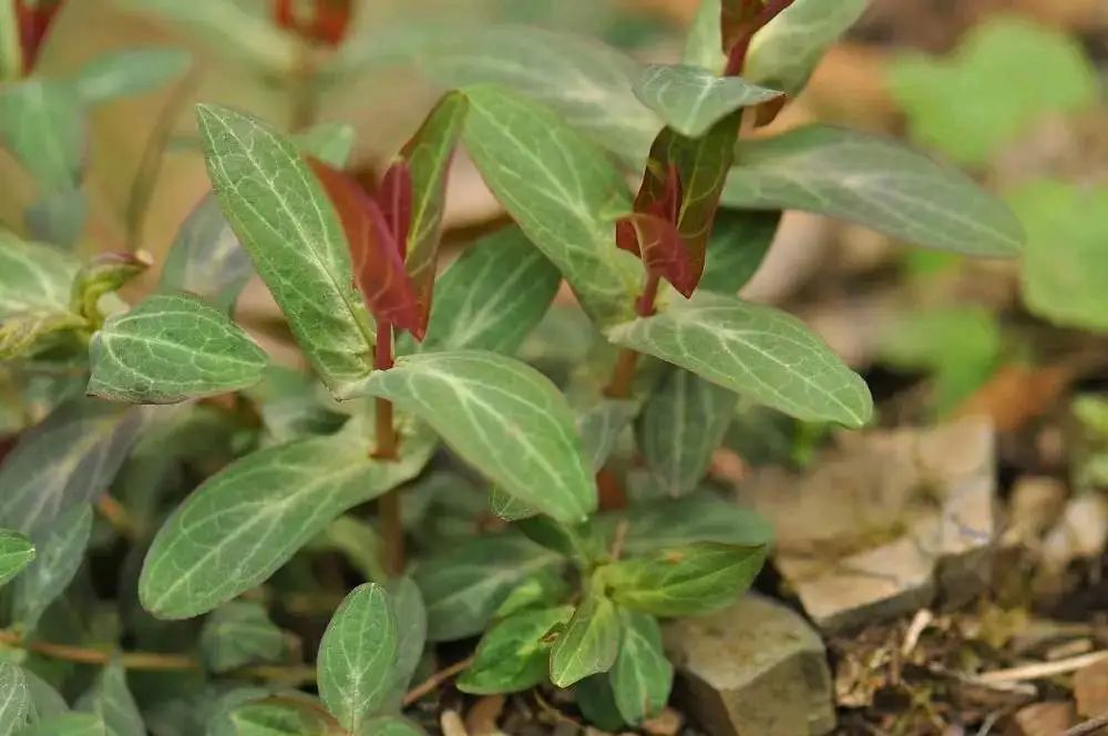 Duiyuecao: Cooling Blood, Stopping Bleeding, and Other Therapeutic Effects