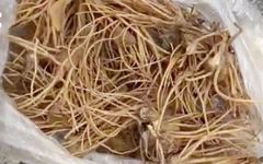 Overview of Cang Zhu (Atractylodes)