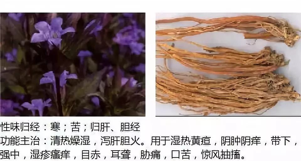 Illustrated Guide to Over 500 Chinese Medicinal Herbs (Including Therapeutic Effects)