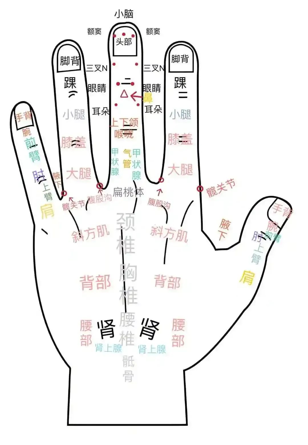 Spring Gua Sha: Eliminate Body Ailments with a Spoon, Don't Miss Out!