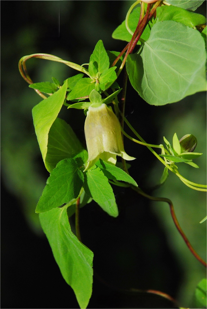 Weekly Herb: Codonopsis (Dang Shen)