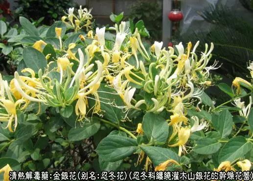Chinese Herbal Medicine: Honeysuckle (Jin Yin Hua)