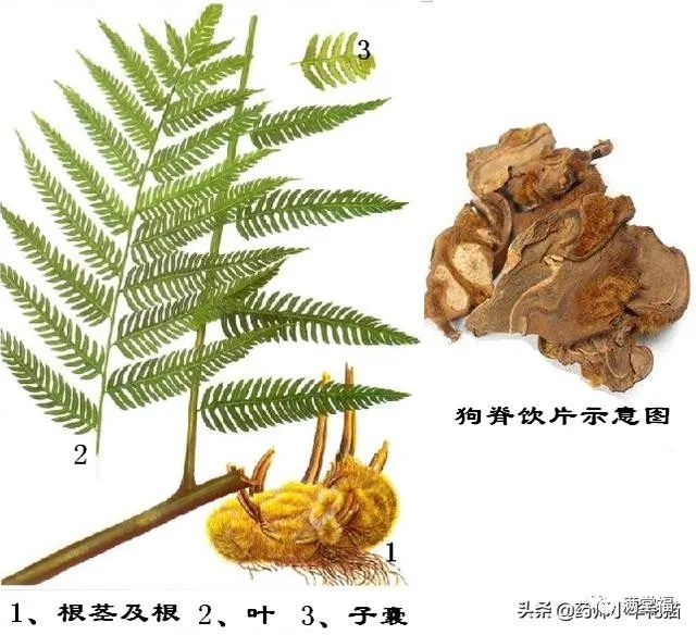 Transformation of Kidney Yin Deficiency and Kidney Yang Deficiency into Both Kidney Yin and Yang Deficiency: Symptoms and 15 Commonly Used TCM Formulas