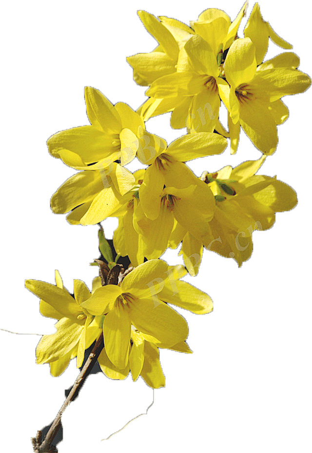 Understanding Forsythia: The Golden Flower of Spring