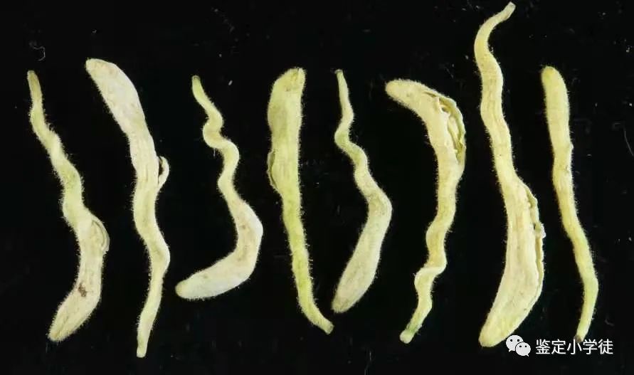 Daily Herb: Honeysuckle (Jin Yin Hua)