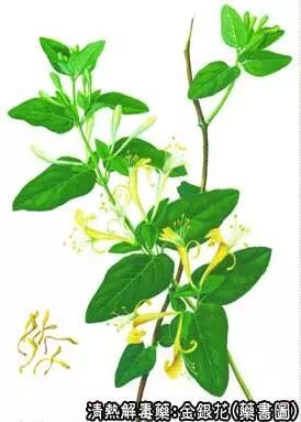 Chinese Herbal Medicine: Honeysuckle (Jin Yin Hua)