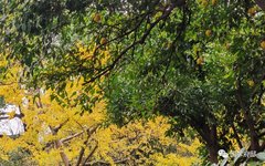 Classic Quotes from the Huangdi Neijing: Wisdom for Health Preservation