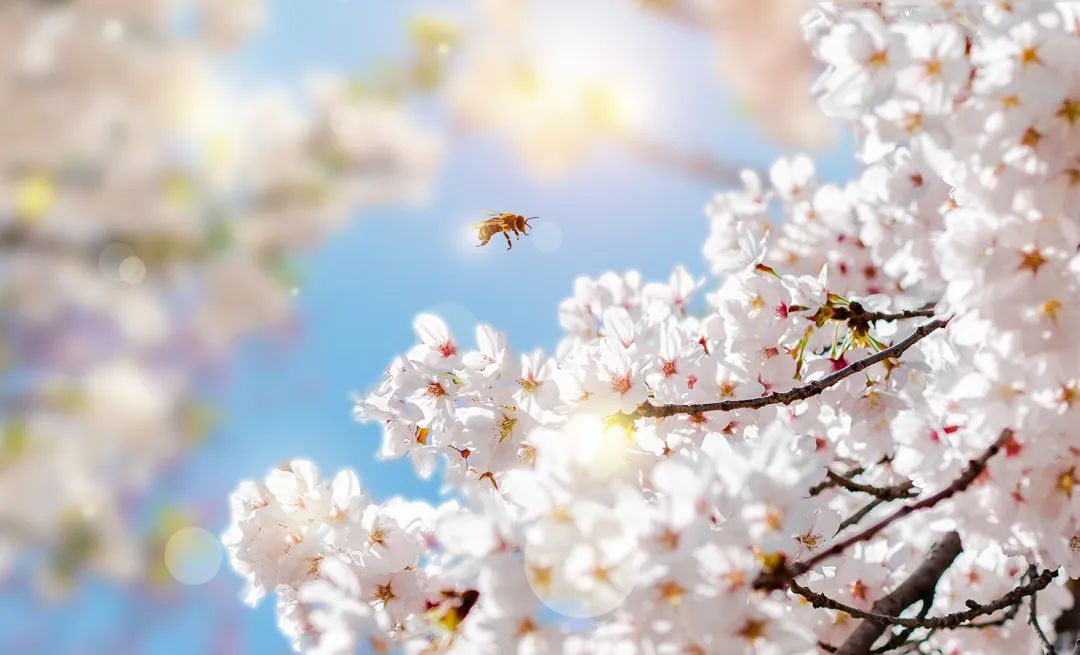 Spring Equinox Health Preservation: Harmonizing Yin and Yang to Embrace Vitality