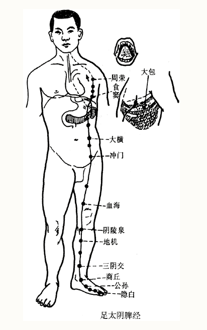 Illustration of the Twelve Meridians: A Worthy Focus