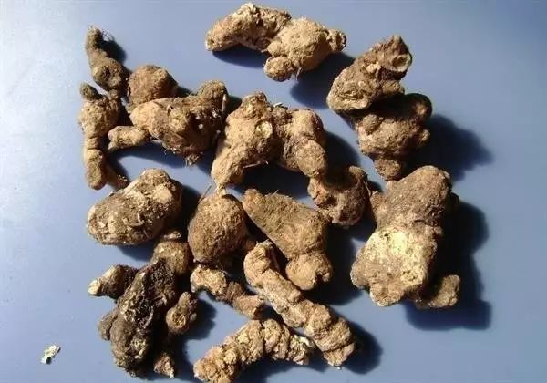 The Power of Cang Zhu: A Remedy for Various Ailments!