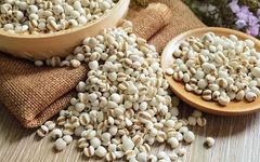 The Efficacy and Functions of Coix Seed (Yi Yi Ren)