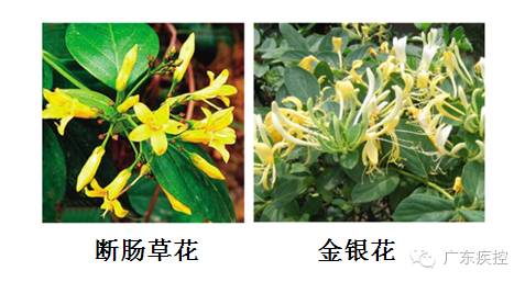 A Bowl of Herbal Soup Poisoned a Family of Three in Fujian! How Toxic is the 'Breaking Intestines Grass' in the Martial Arts World?