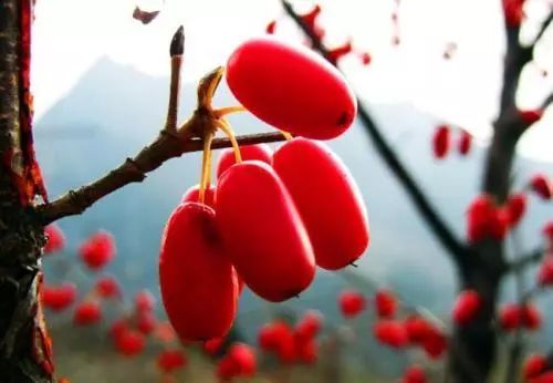 Strategies for Nourishing Qi in the Five Organs: Liver, Heart, Spleen, Lung, and Kidney Qi Deficiency