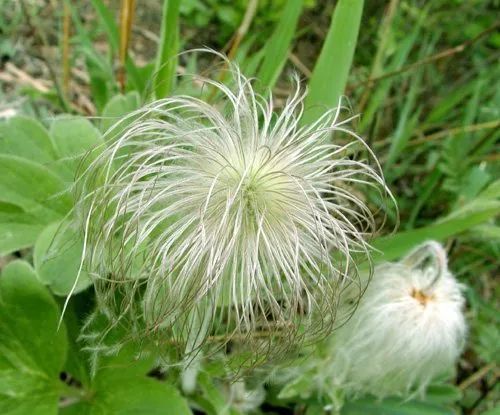 Exploring Chinese Medicinal Herbs: A Journey into the Compendium of Materia Medica (Part II)