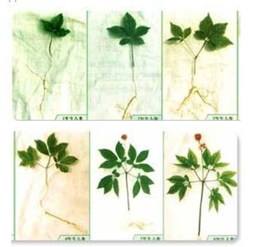 Daily Herb 31: Ginseng - How to Choose and Distinguish Wild Ginseng?