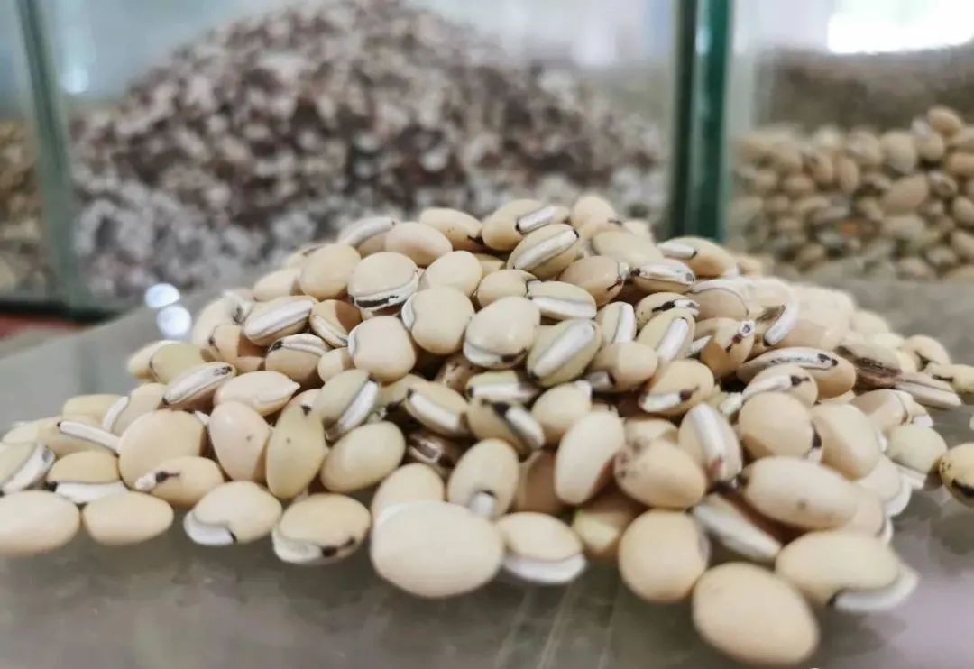 The Fastest Method to Boost Immunity: A Single Chinese Herb to Tonify Lung Qi, Spleen Qi, and Kidney Qi!