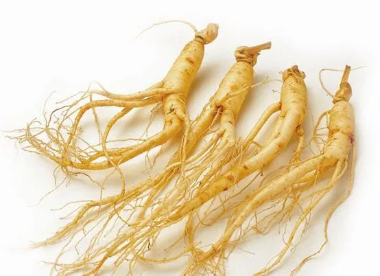 The Effects and Functions of Ginseng, Contraindications and Side Effects