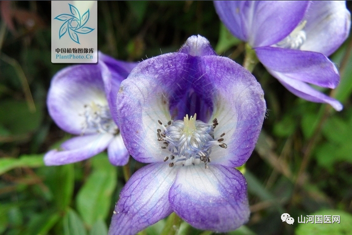 Aconite: A Comprehensive Overview