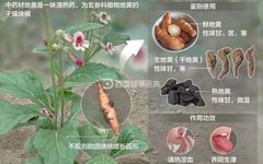 The Family of Rehmannia: A Comprehensive Overview