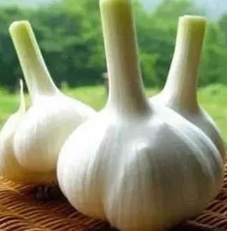 19 Foods for Health and Healing