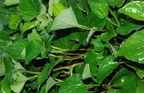 This Herb Treats Pneumonia, Sinusitis, and Gastroenteritis