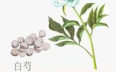 Daily Chinese Herb: Bai Shao (White Peony)