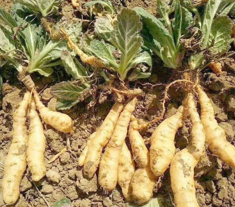Six Remarkable Uses of Shudi Huang (Rehmannia Glutinosa)