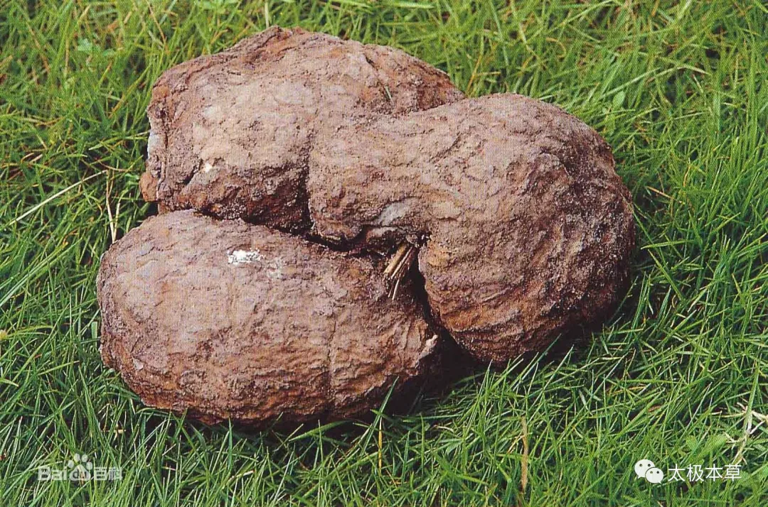 A Handful of Poria: 14 Uses for Treating Spleen Deficiency, Duodenal Ulcers, Insomnia, Forgetfulness, and More