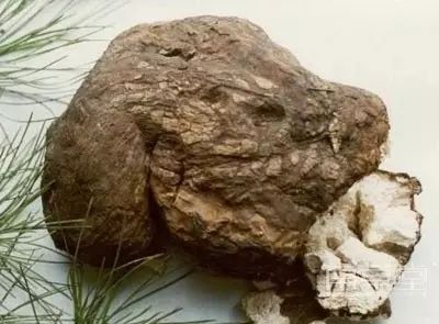 Essential Knowledge of Chinese Medicine: Fu Ling (Poria)