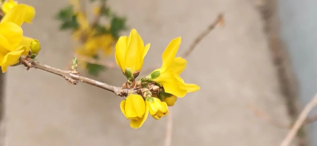 Understanding Forsythia: The Golden Flower of Spring