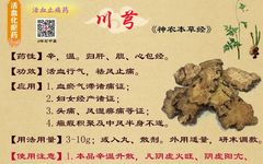 Chuanxiong (Ligusticum chuanxiong): A Blood and Qi Herb for Dispelling Wind-Damp and Relieving Headaches