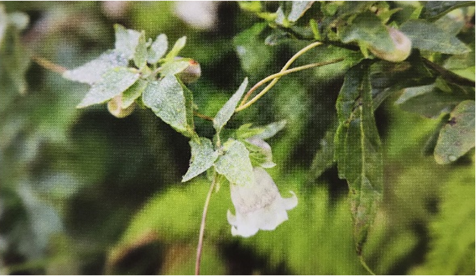 The Synergy of Food and Medicine: Strengthening the Spleen and Nourishing the Lungs
