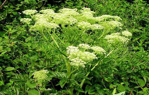 Discussing Angelica Sinensis and the Return Point