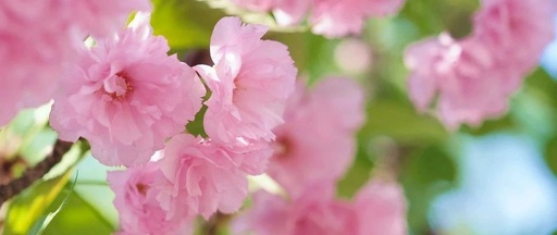 What to Do for Yin Deficiency in Spring?