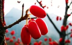 Strategies for Nourishing Qi in the Five Organs: Liver, Heart, Spleen, Lung, and Kidney Qi Deficiency