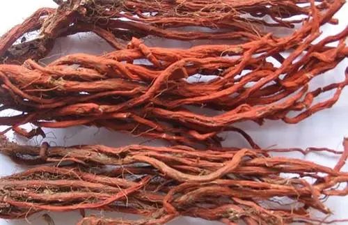 Understanding Danshen (Salvia miltiorrhiza) in Traditional Chinese Medicine