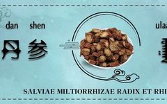 Commonly Used Mongolian Medicinal Material - Dan Shen (Salvia Miltiorrhiza)
