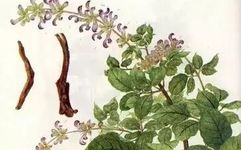 Traditional Chinese Medicine Herb: Dan Shen (Salvia miltiorrhiza)
