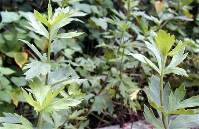 Aconite (Fu Zi) - Properties, Uses, and Preparation in Traditional Chinese Medicine