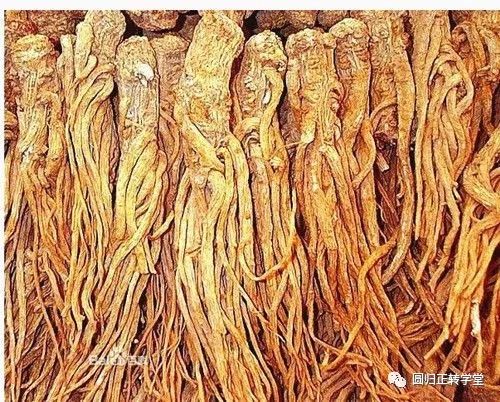 The Comprehensive Pulse Diagnosis Method of Sanjiu - Interpretation of the Xian Pulse