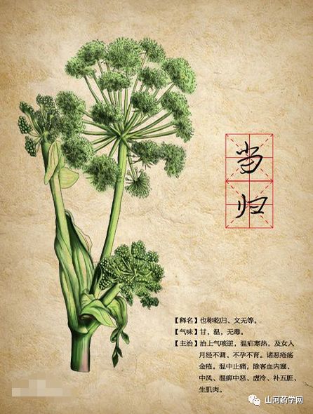 Angelica Sinensis: A Comprehensive Overview
