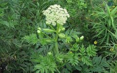 The Efficacy and Functions of Angelica Sinensis