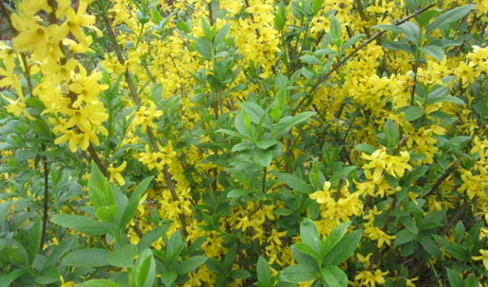 Understanding the Medicinal Properties of Lianqiao (Forsythia Suspensa)