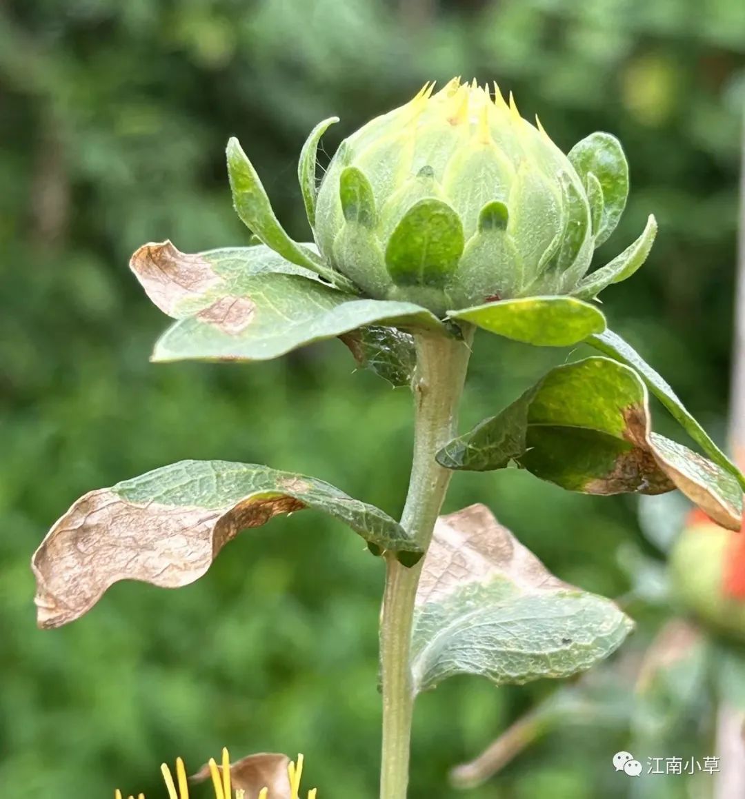 Analysis of Honghua (Safflower) in Traditional Chinese Medicine