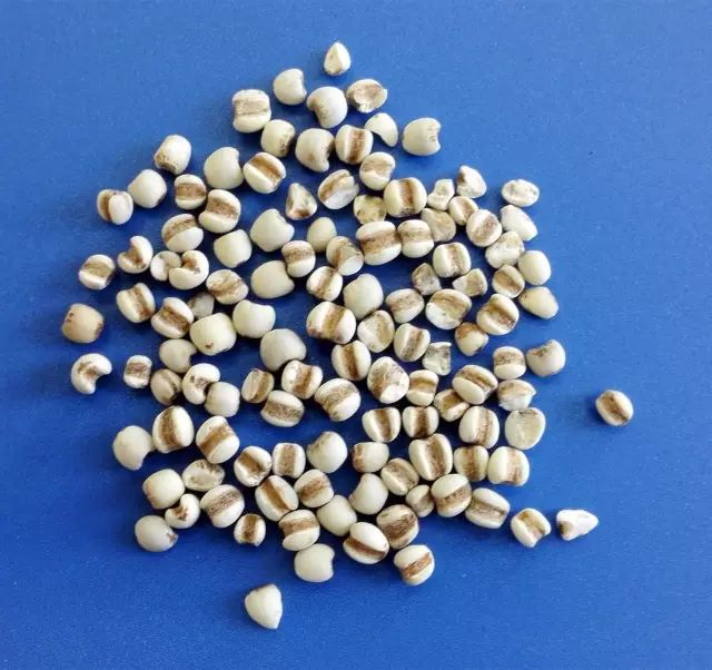 Identification Series of Common Chinese Medicinal Herbs: Coix Seed