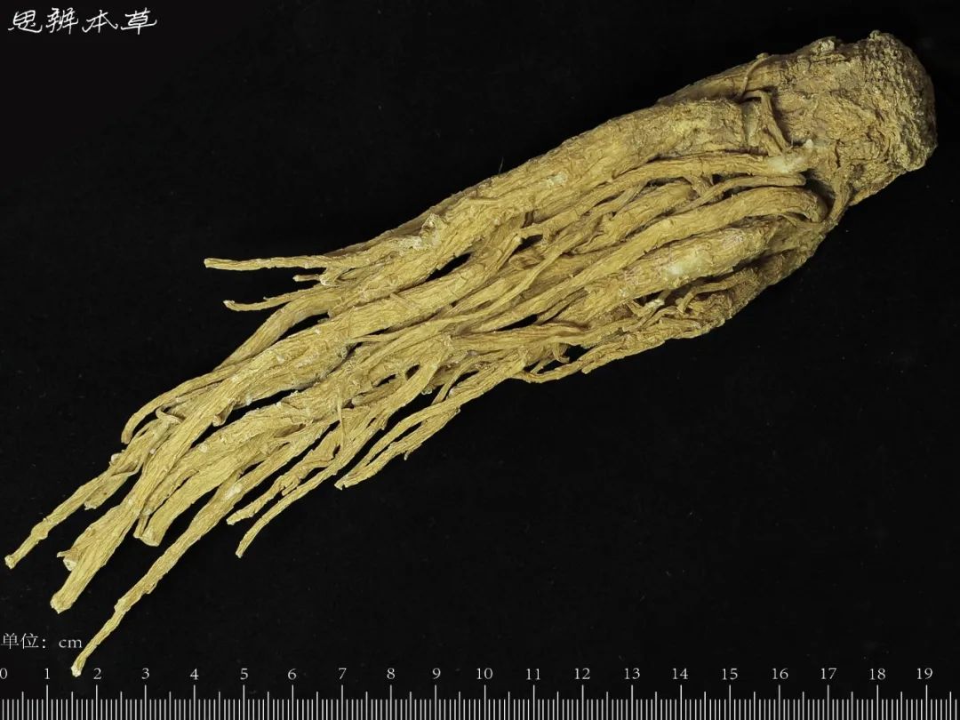 Angelica Sinensis | The Sacred Herb of Blood Restoration