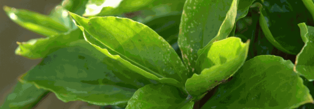 Selecting Ginseng Based on Medicinal Properties: Understanding Different Types for Optimal Benefits