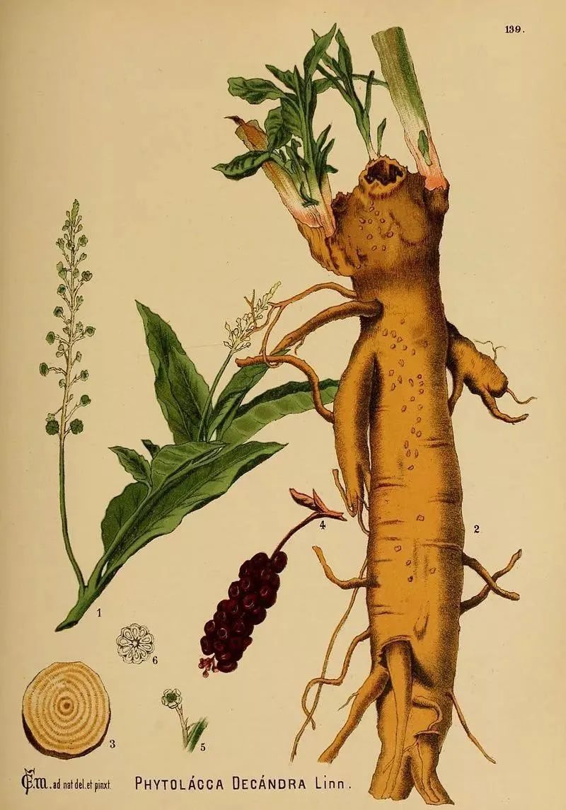 The Roots of Human-Like Plants: Not Just Ginseng, but Also the Old Poisonous Ones